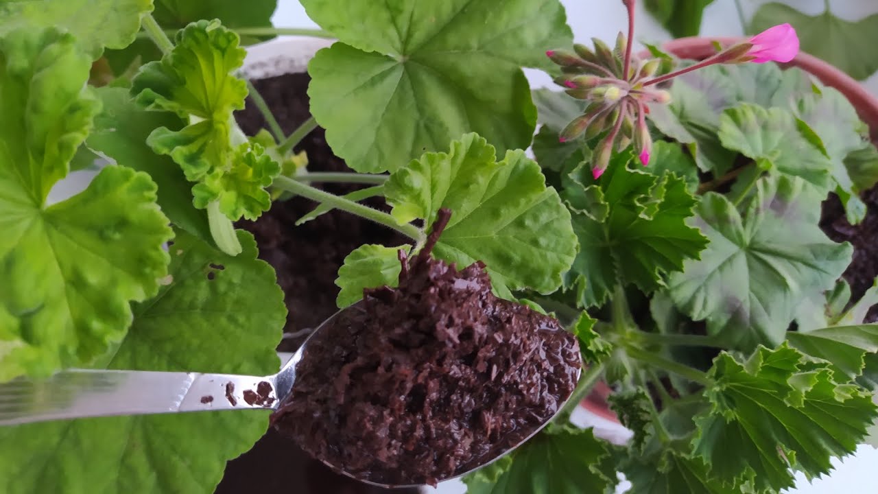 📢 SARDUNYALARA BU KÜRÜ VERDİM COŞTUKÇA COŞTULAR 💪 SARDUNYA BAKIMI ✅ SARDUNYA NASIL ÇOĞALIR