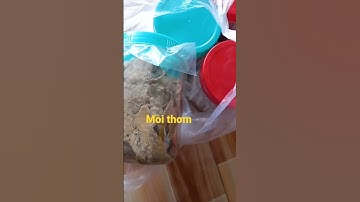 mồi câu cá da trơn siêu nhạy #fishing