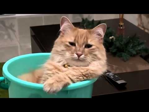 Cute Cats, Silly Dogs, Funny Pets and MORE! #pets #funny #shorts