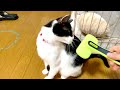 【ネコ動画】猫用ブラシを使った反応の違いがこちら。