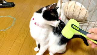 【ネコ動画】猫用ブラシを使った反応の違いがこちら。