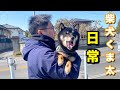 柴犬くま太　雪の中散歩した日　皆んなでお出かけした日