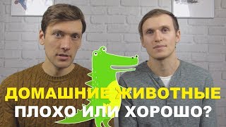 видео О домашних животных и подоконниках