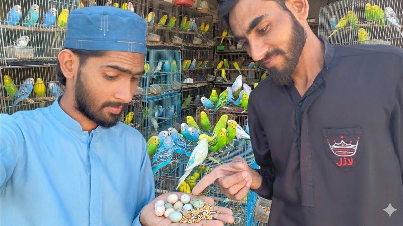 Aaj ine parindon ka Asali Malik Aaya hua tha vah hai mera bhai 😝#vlog #viralvideo #lovebirds 