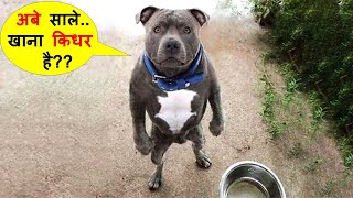 इन जानवरों की हरकते देखकर आपके भी होश उड़ जायेंगे |Most Funny Animal Moments Caught On Camera Part 43