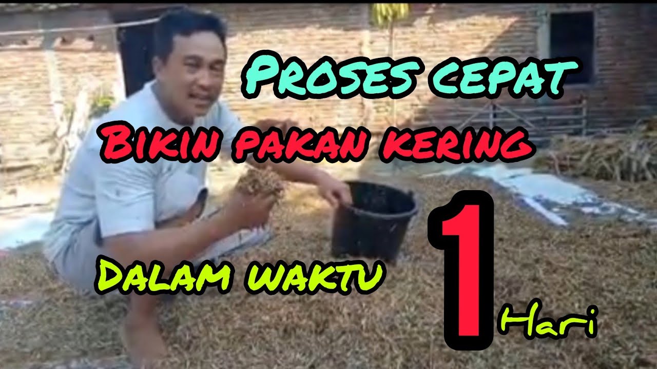 Cara bikin pakan kering untuk kambing 
