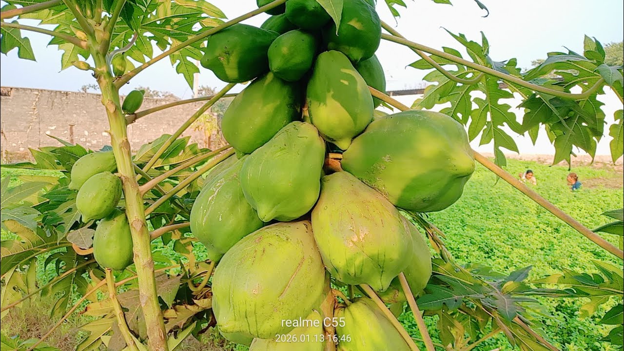 Ye kya hai guy's 😮 seen these vlog 🗨️ 