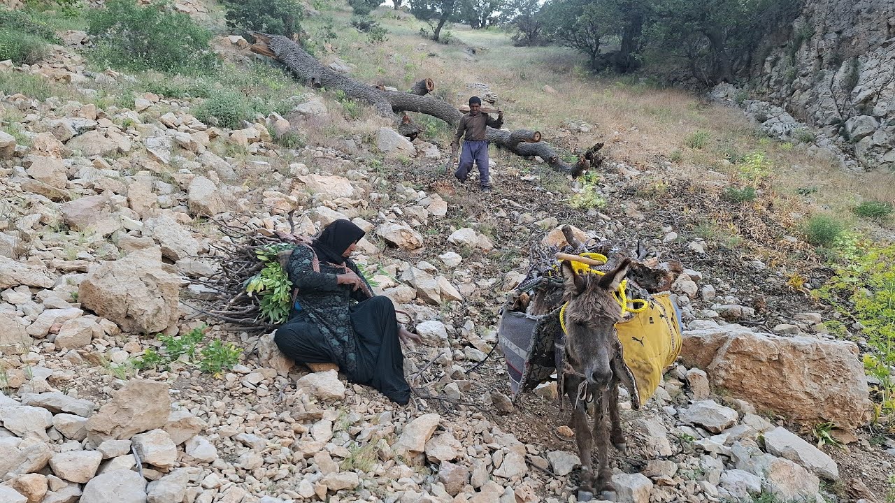 Iranian nomads in the heart of pristine nature | Crossing difficult roads to collect firewood🪵🗻