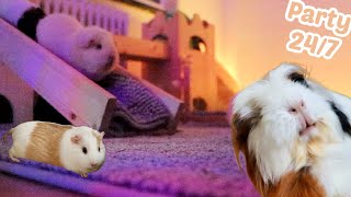 Free Ranging Guinea Pigs | worth it or bad idea?