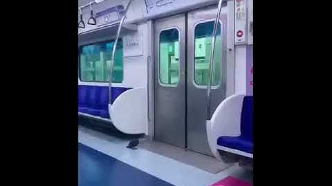 "pigeon rides train" with Quake sound effects