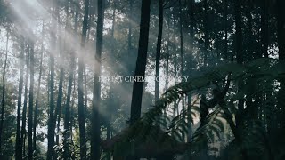 Forest Cinematography Nature Short Film