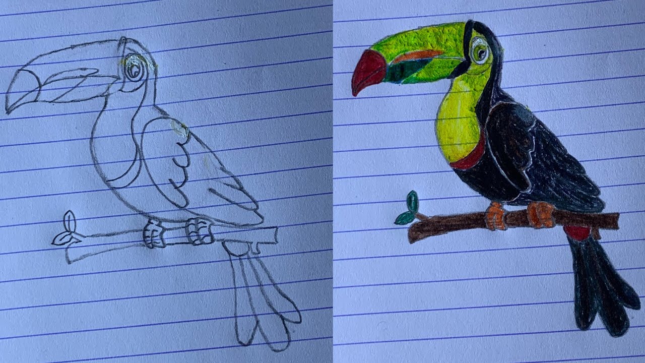How to Draw a Toucan Bird | Colorful Bird Drawing Easy Steps 