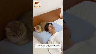 những chú mèo thích xem hoạt hình