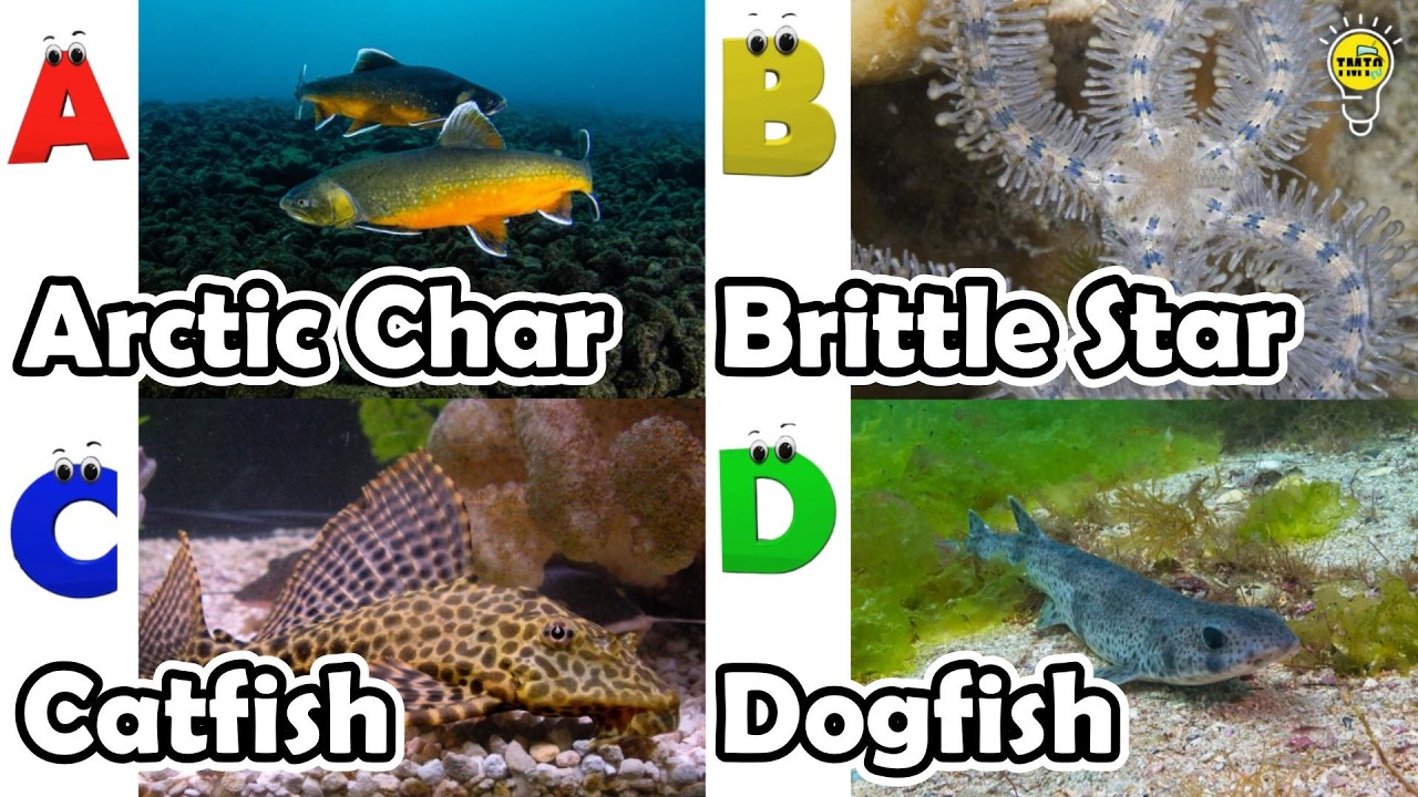 Cute ocean animals | ABC phonics animals | ABC Sea Animals song | English and Animals for Kids