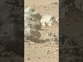 1,701 sols into the mission. Still alone. Still rolling. Right Navcam proves it. Sol 1,701 🤖😶🔴 #mars