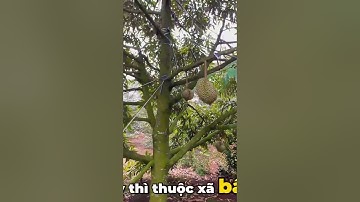 Cần Tiền Gấp! Bán Vườn Sầu Riêng Ở BR-VT Cũ TPHCM Giá Rẻ#shorts #ductaibds #batdongsan