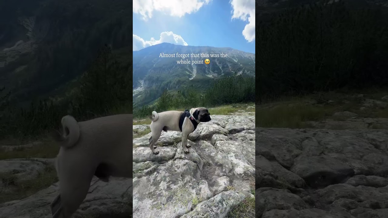 Living his best life exploring the mountains! ❤️ 