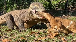 Full Video - Komodo Dragon Catches Small Goat's Head in Fast Rush