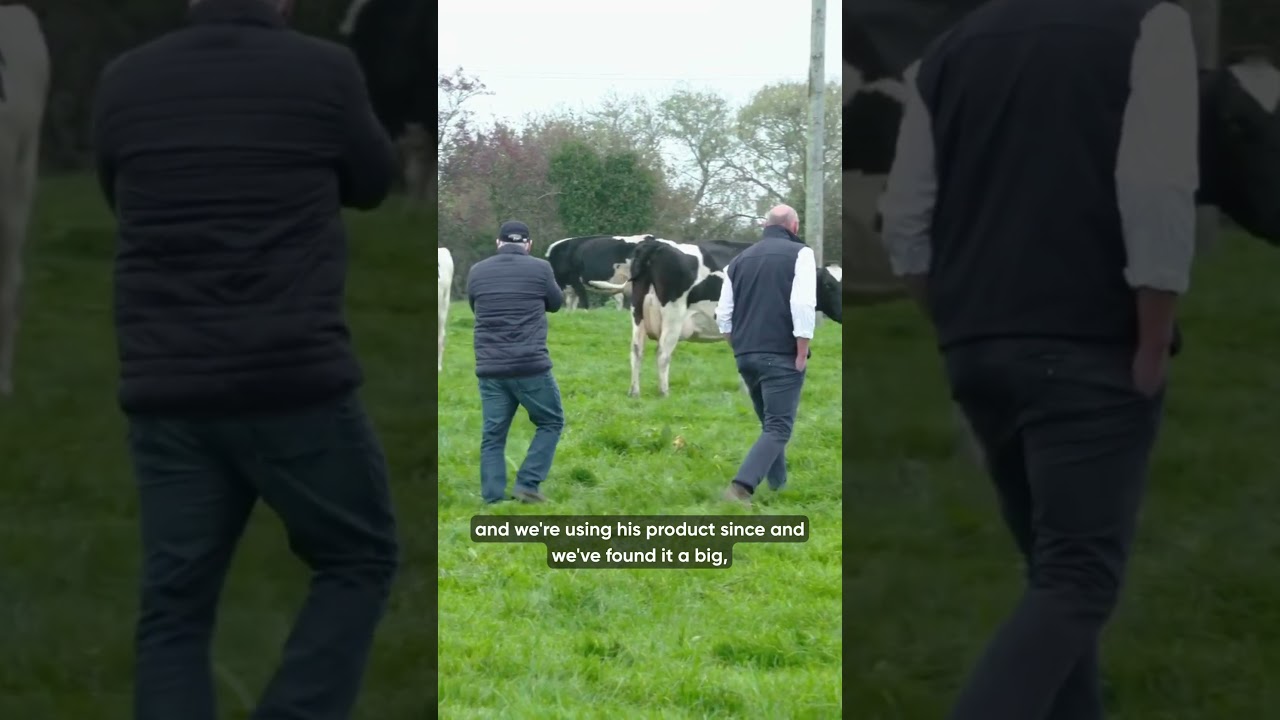 &ldquo;The timid cow gets them&rdquo;🐄 #irishfarming #tipperary #grasslandagro