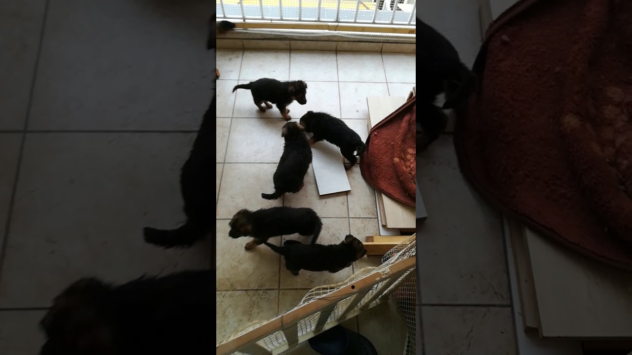 Κουταβάκια γερμανικά ποιμενικα