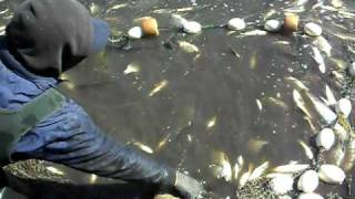 Seining in creek