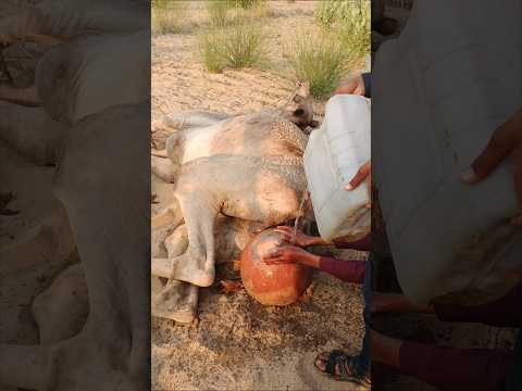 م ش ه د م ذ ه ل ي ق وم ر ج ل ر يف ي ب ع ل اج ج م ل ه ب ص ب الم اء ع ل ي ه