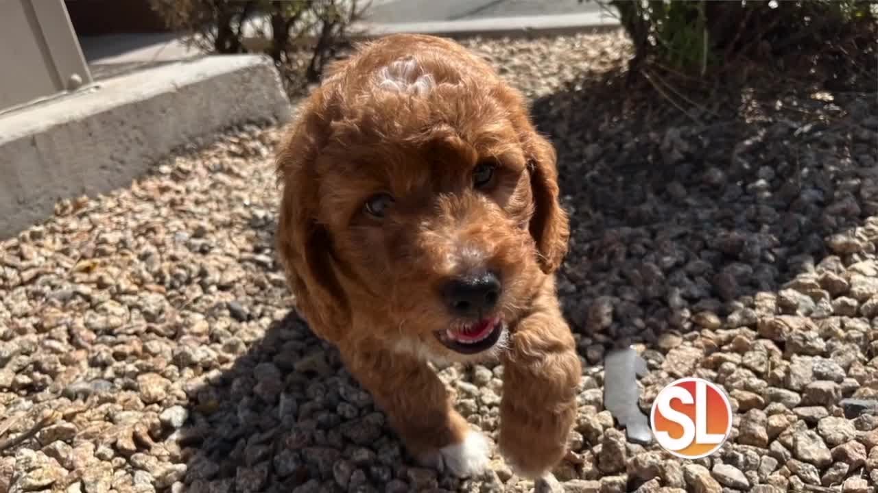 Wish wednesday puppy love from make a wish arizona youtube