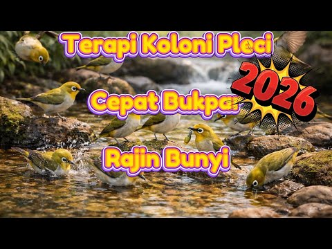 Pleci Zoek naar tegenstanders om Bren Walnuts neer te schieten