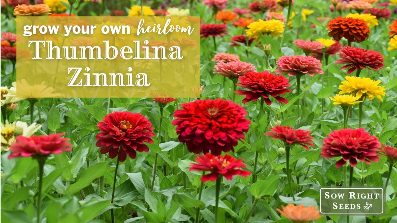 Sow Right Seeds | Thumbelina Zinnia