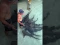 Инструктор болтает с акулами