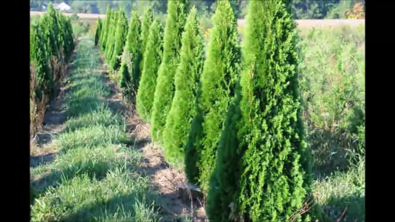 Emerald Green Arborvitae Growth Chart