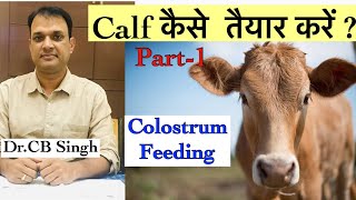 गाय की बछिया कैसे तैयार करें ? गाय का पहला दूध, Colostrum Feeding | Dairy Ustaad