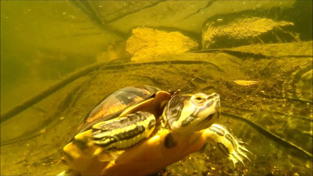 Schildkröten im Gartenteich YouTube
