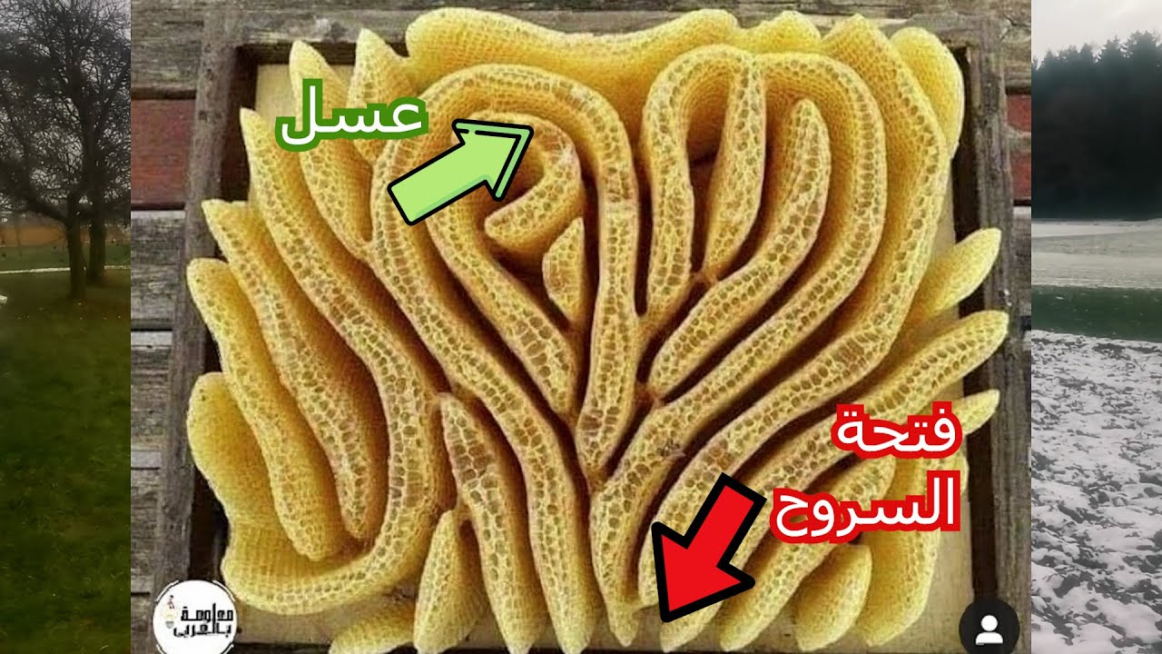 علاقة تطور الخلايا الضعيفة في تصميم الخلية .