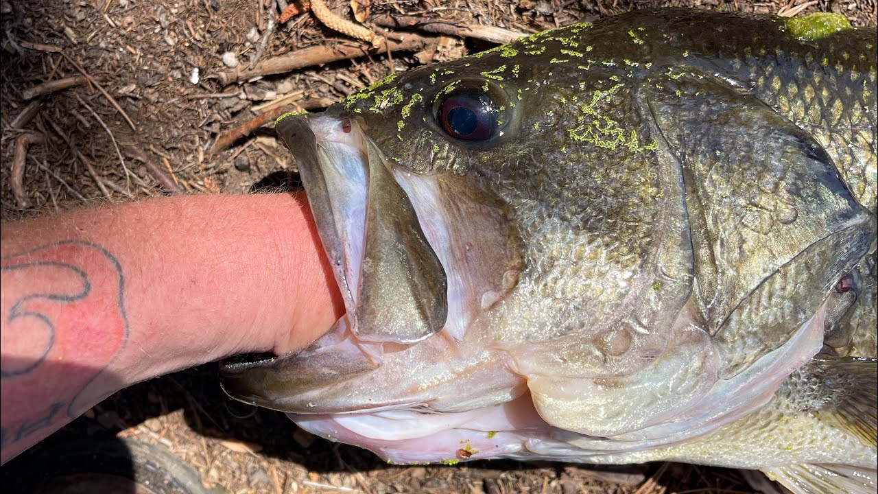 Largemouth Bass fishing with live baits for the quick bites! YouTube