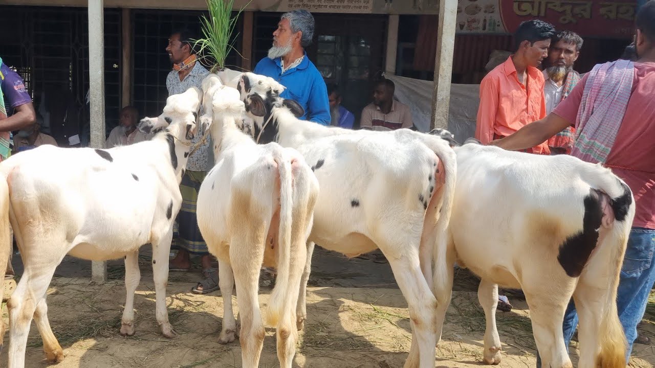 @আজ ২ মার্চ ২৬ | ফ্রিজিয়ান বকনা বাছুর গরুর দাম | রানীগঞ্জ হাট | দিনাজপুর 