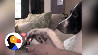 Dog Refuses To Let Dad Play Video Games | The Dodo