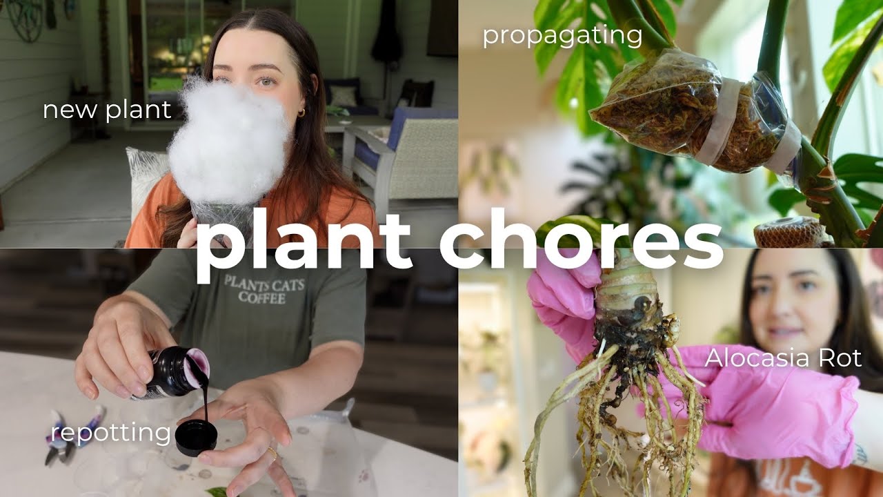 Lots of Plant Chores! 🌿 | Repots, Alocasia Root Rot, Plant Mail & More!
