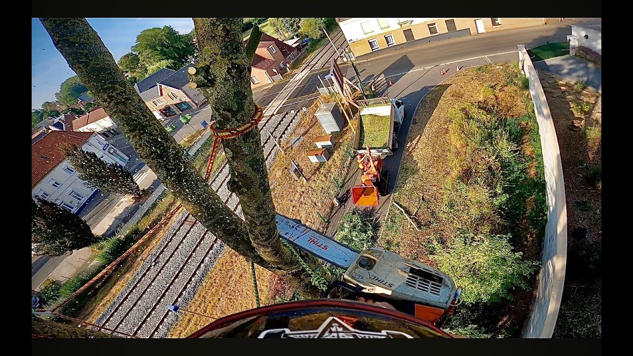 Démontage d'un frêne / Arborist grimpeur #8