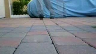 Snake Heel Toe Transitions CWALK Tutorial - PimpMyWalk.com