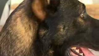 Sarasota Police Department K9 Unit