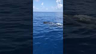 Rare Whale Sharks Spotted off Florida's West Coast