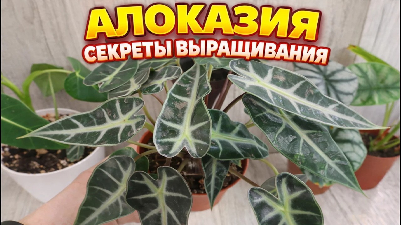 Очередная Алоказия на реанимацию!