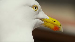 Sneaky Sandwich Thief | BBC Earth