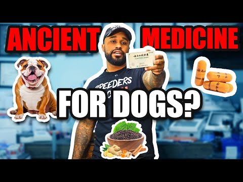 Yunnan Baiyao for Dogs: Ancient Herbal Medicine for Bleeding & Healing Explained