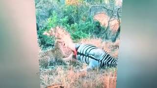 Leopard ate zebra penis and got peed on ￼￼