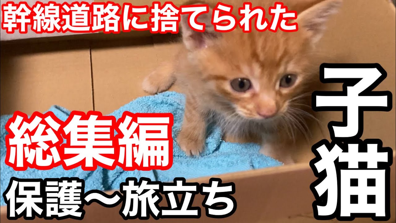 捨て猫】幹線道路に捨てられた子猫を保護しました。総集編 - YouTube