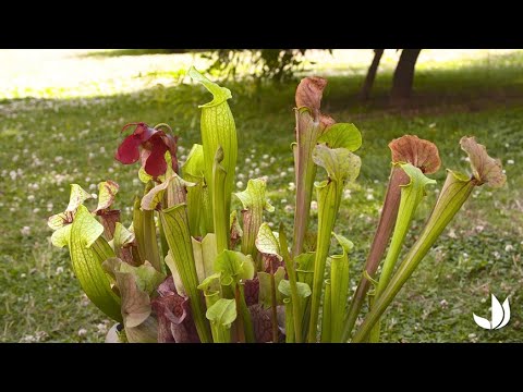 Vidéo: Informations sur les fleurs de Sarracenia - Votre sarracénie est-elle en fleurs