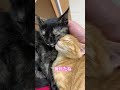 幼少期のニャン達　#shorts #cat #kitten #ねこ　#子猫　#茶トラ　#サビ猫