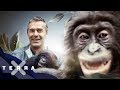 Gut und Böse – Erbe der Evolution? | Bonobos und Schimpansen
